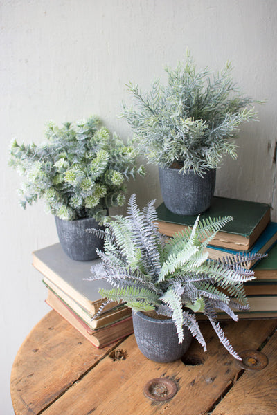 Ferns with Round Grey Pots
