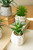 Set of 6 Artificial Succulents In Cement Pots