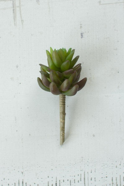 Artichoke Succulent