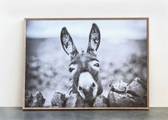 "Donkey" Framed Canvas 29"x 39"