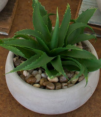 Artificial Succulent In Low Cement Pot