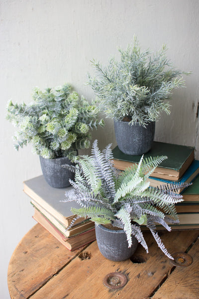 Fern Succulent In Grey Pot